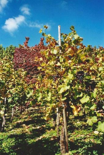 Weinberge_im_Herbst