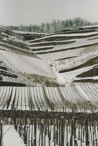 Weinberge_im_Winter